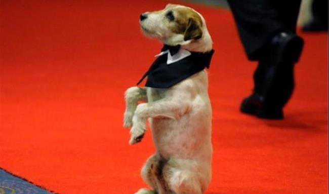 جایزه جشنواره کن به یک سگ اهدا شد