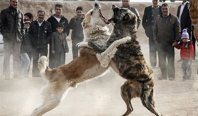 حکم شلاق برای سه متهم حیوان آزاری و برگزاری مسابقه نزاع سگ ها